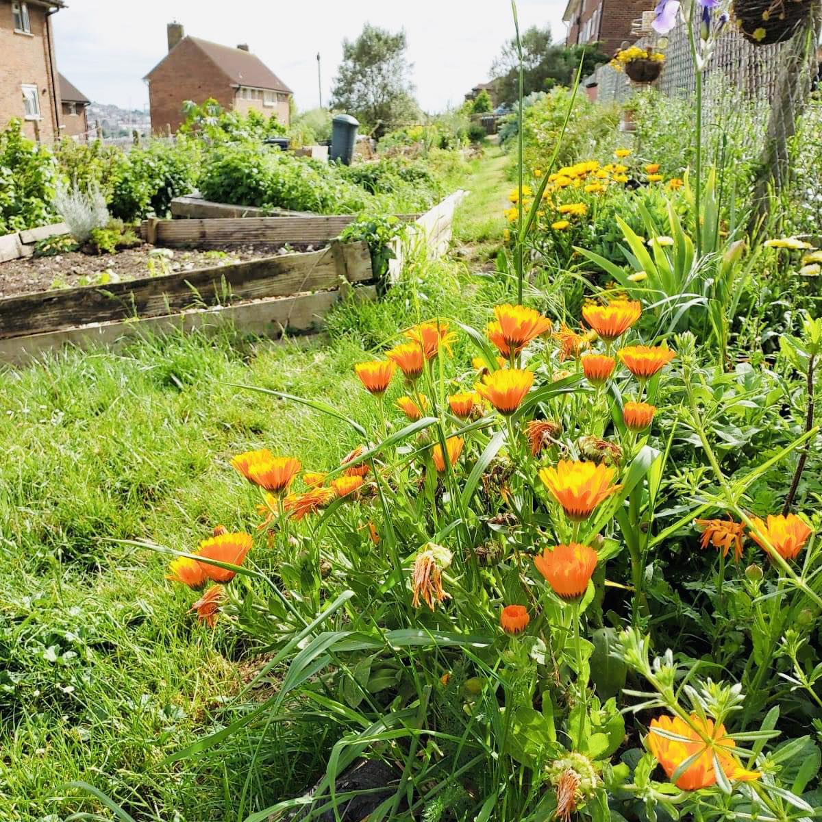 Two tree community garden April 2023