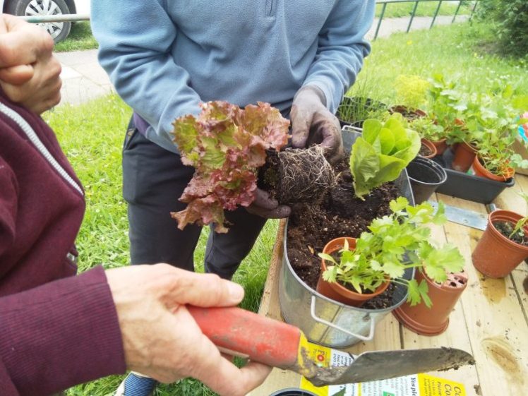 'Growing Food in Small Spaces' with be at Hollingdean Community Centre