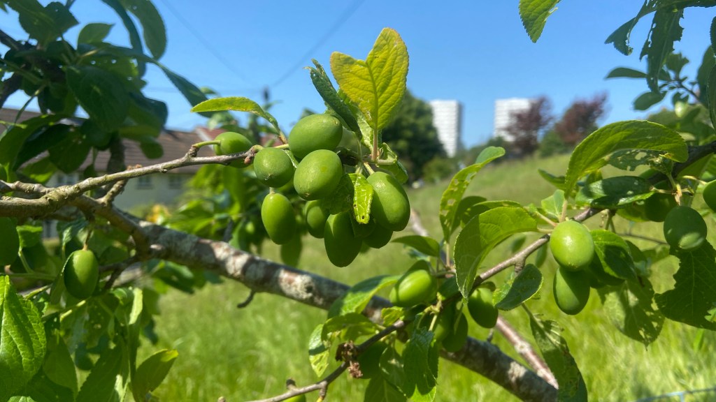 First Sunday in May our Tree Guardians where on Horton Road gardening, this is one of the Cherry Plum trees in fruit