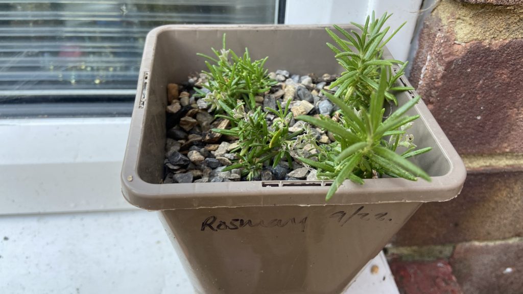 Growing your own food in small spaces with Growing Hollingdean volunteers