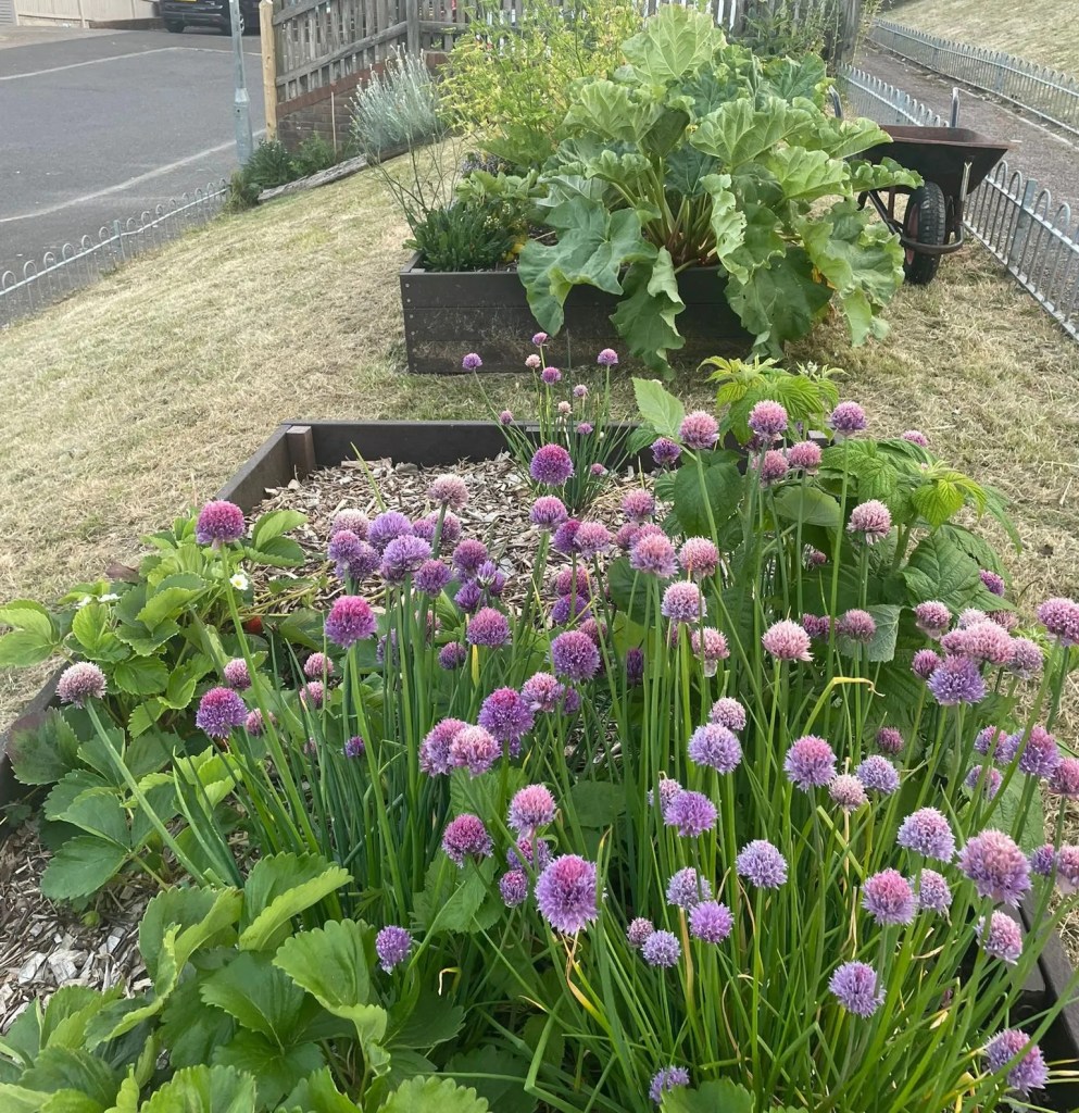 Growing Hollingdean Lynchet Close Community Garden update in June 2023