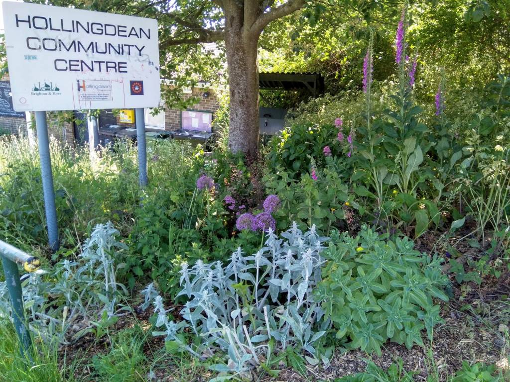 Hollingdean Community Garden doing very well, June 2023