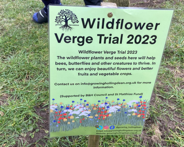 Growing Hollingdean Wild Flowers Verge Trial 2023