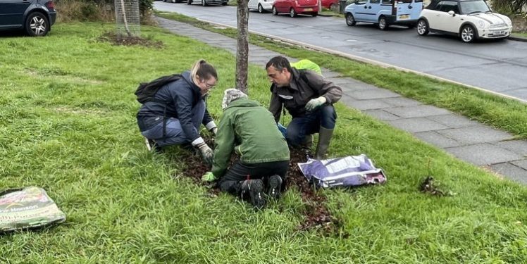 Growing Hollingdean Tree Guardians on a damp Sunday in October 2022