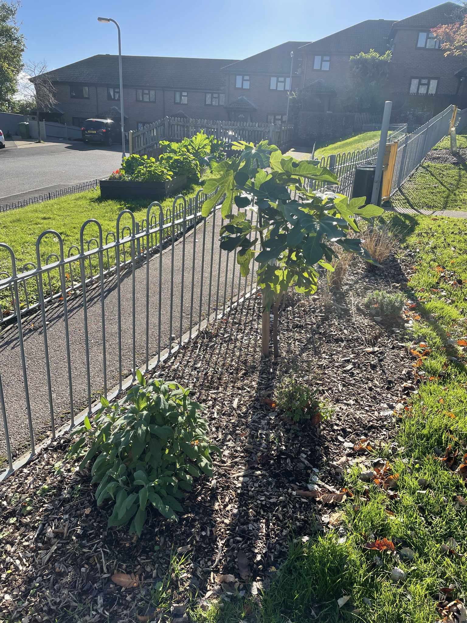 Growing Hollingdean Lynchet Close Community Garden update, October 2022