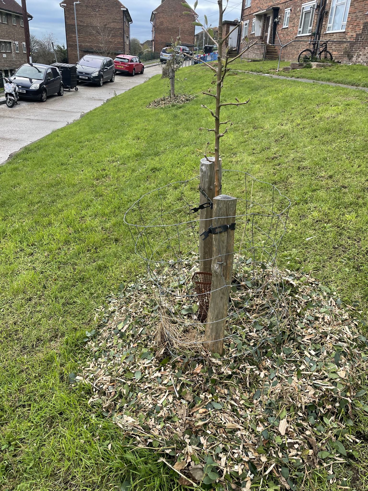 Tree Guardians plant a new fruit tree January 2023