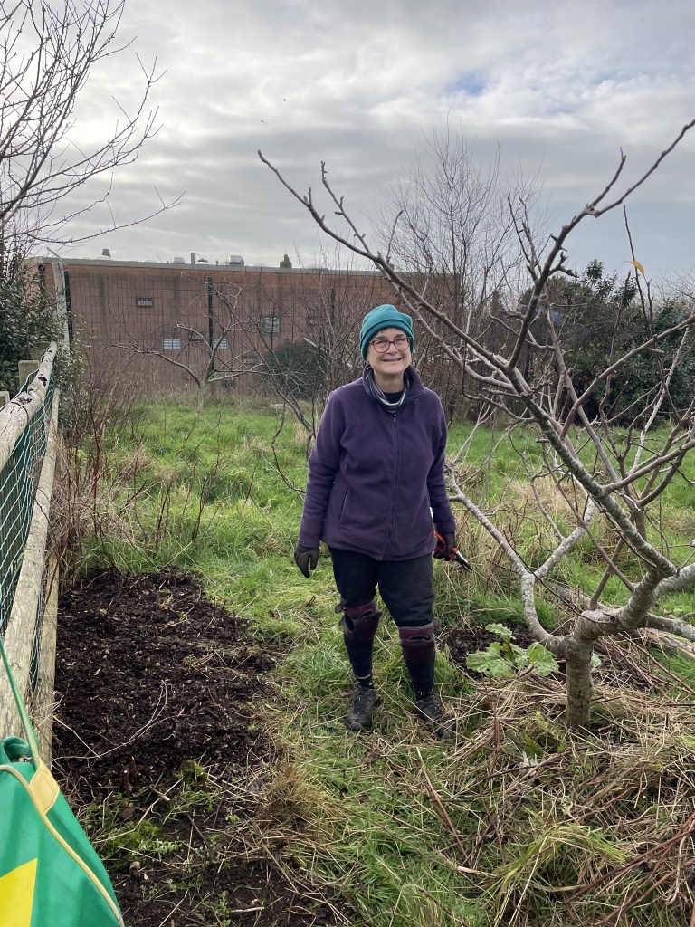 Growing Hollingdean Claire in the Hollingdean community orchard, January 2022