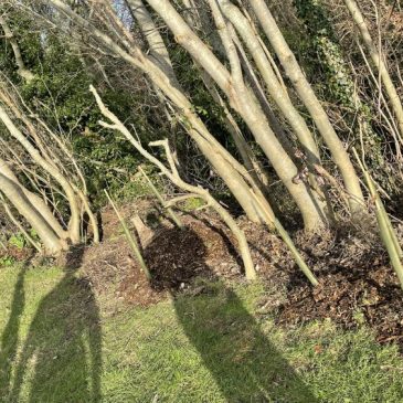 Tree Guardians plant native hedge in January 2023