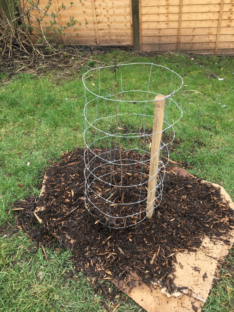 Growing Hollingdean Tree Guardians planting new trees in March 2021