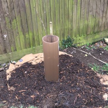 Growing Hollingdean Tree Guardians planting new trees in March 2021