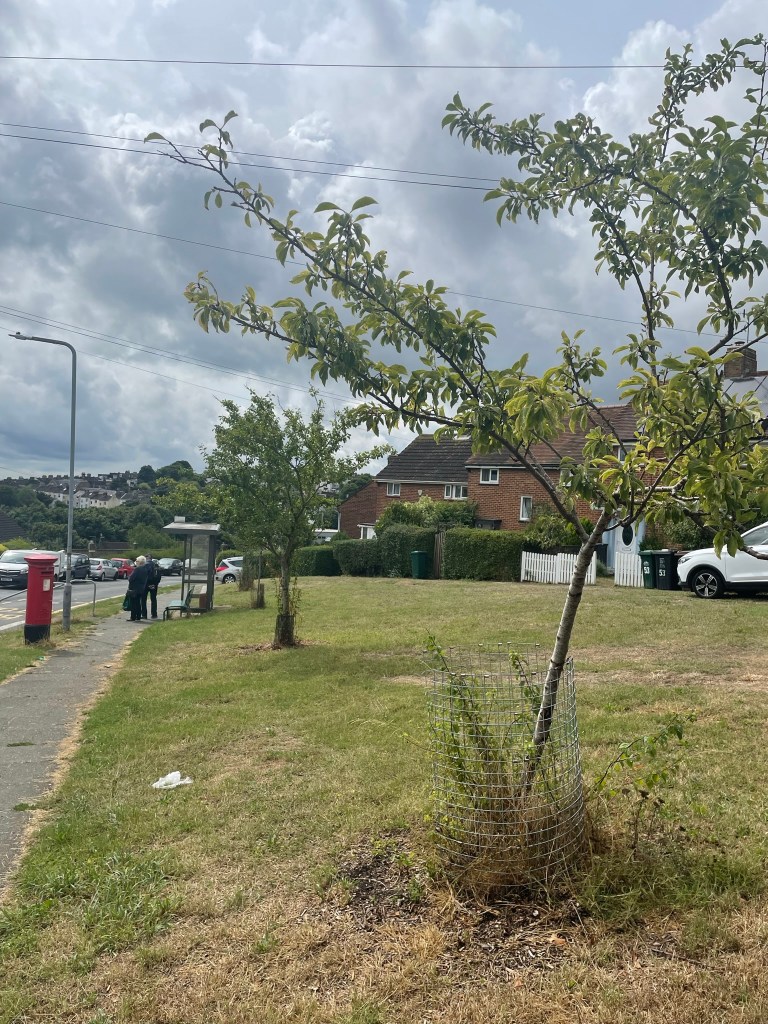 Growing Hollingdean Tree Guardians August 2022