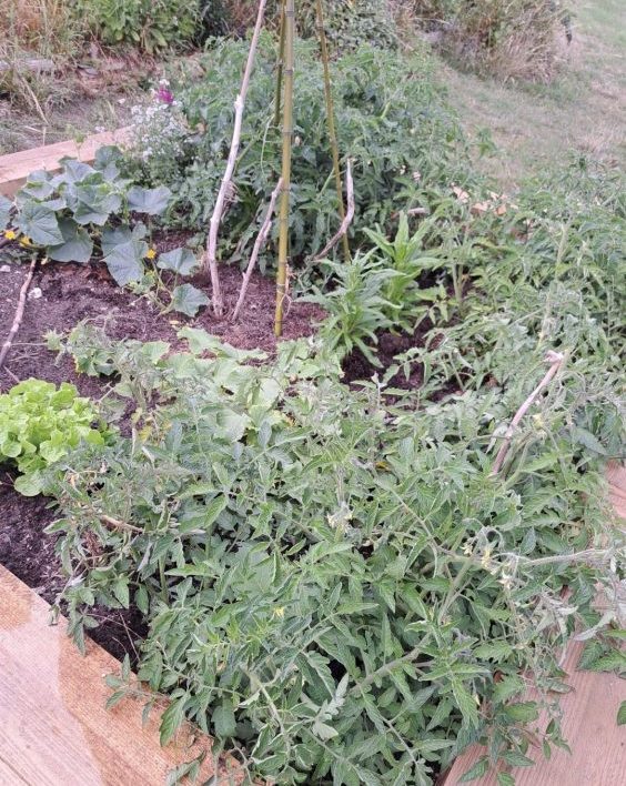 Two Trees Community Garden, Tavistock Down 3rd Monday of the month between 3-5pm