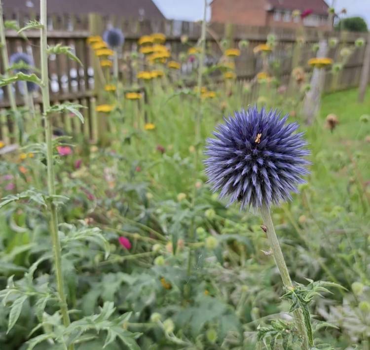 Two Trees Community Garden, Tavistock Down 3rd Monday of the month between 3-5pm