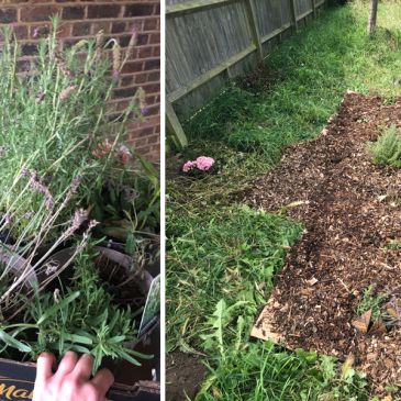 Growing Hollingdean Volunteers Create a New Flowerbed with Donated Plants, Horton Road Flats