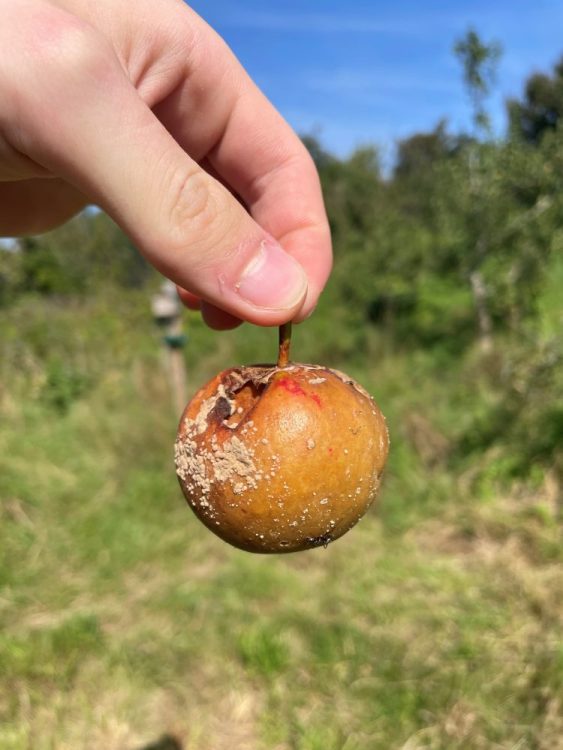 Growing Hollingdean Tree Guardians learnt how help our fruit trees in September 2023