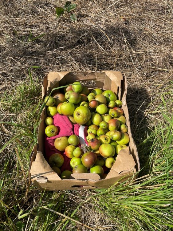 Growing Hollingdean Tree Guardians learnt how help our fruit trees in September 2023