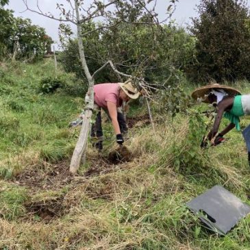 Growing Hollingdean Tree Guardians enjoyed Sunday morning at Hollingdean Park Orchard September 2023