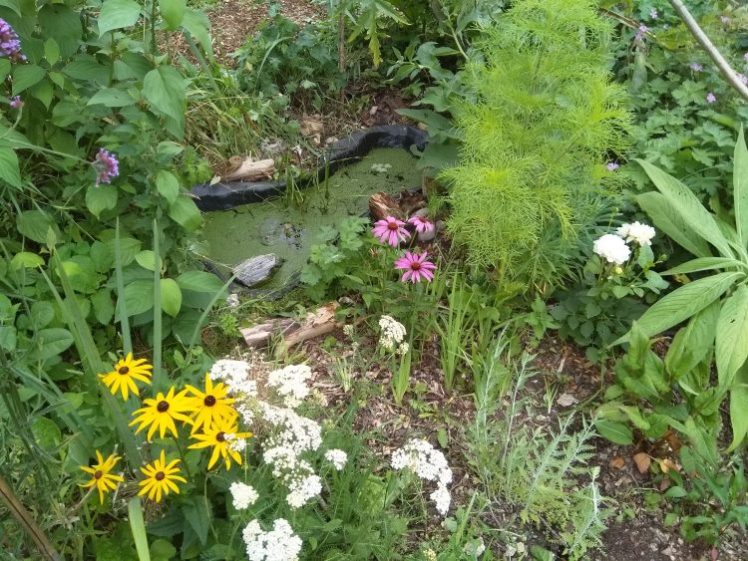 Froglife and Growing Hollingdean are organizing a FREE event, 24 October 2023