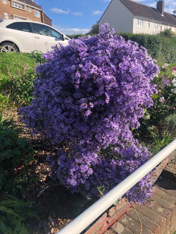 Help us extend the flowerbed on Horton Road, with the help of Growing Hollingdean volunteer gardeners