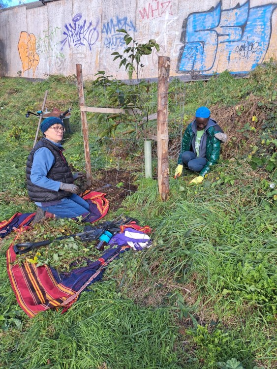 Growing Hollingdean Tree Guardians volunteers mulching and staking October 2023
