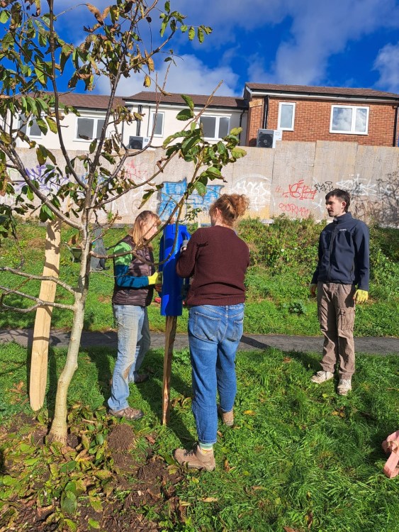 Growing Hollingdean Tree Guardians volunteers mulching and staking October 2023