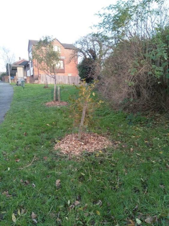 Growing Hollingdean Tree Guardian Volunteer group on Brentwood Road, November 2023.