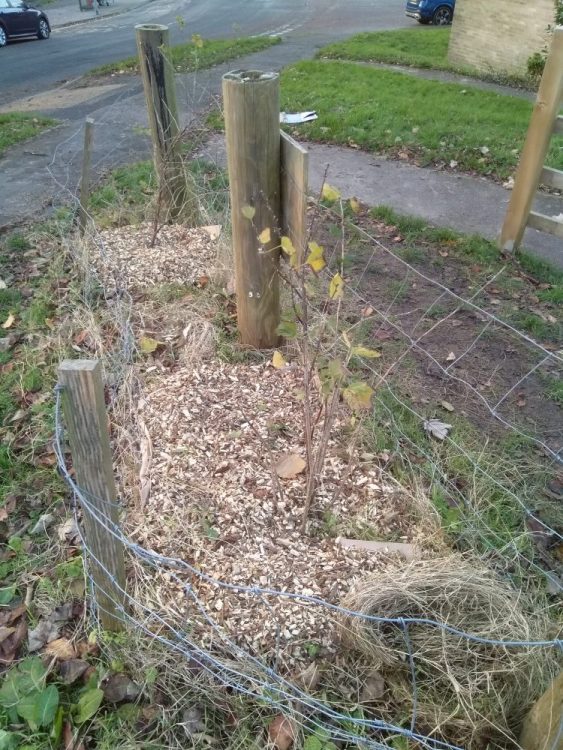 Growing Hollingdean Tree Guardian Volunteer group on Brentwood Road, November 2023.
