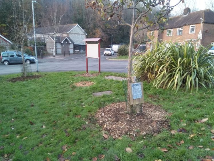 Growing Hollingdean Tree Guardian Volunteer group on Brentwood Road, November 2023