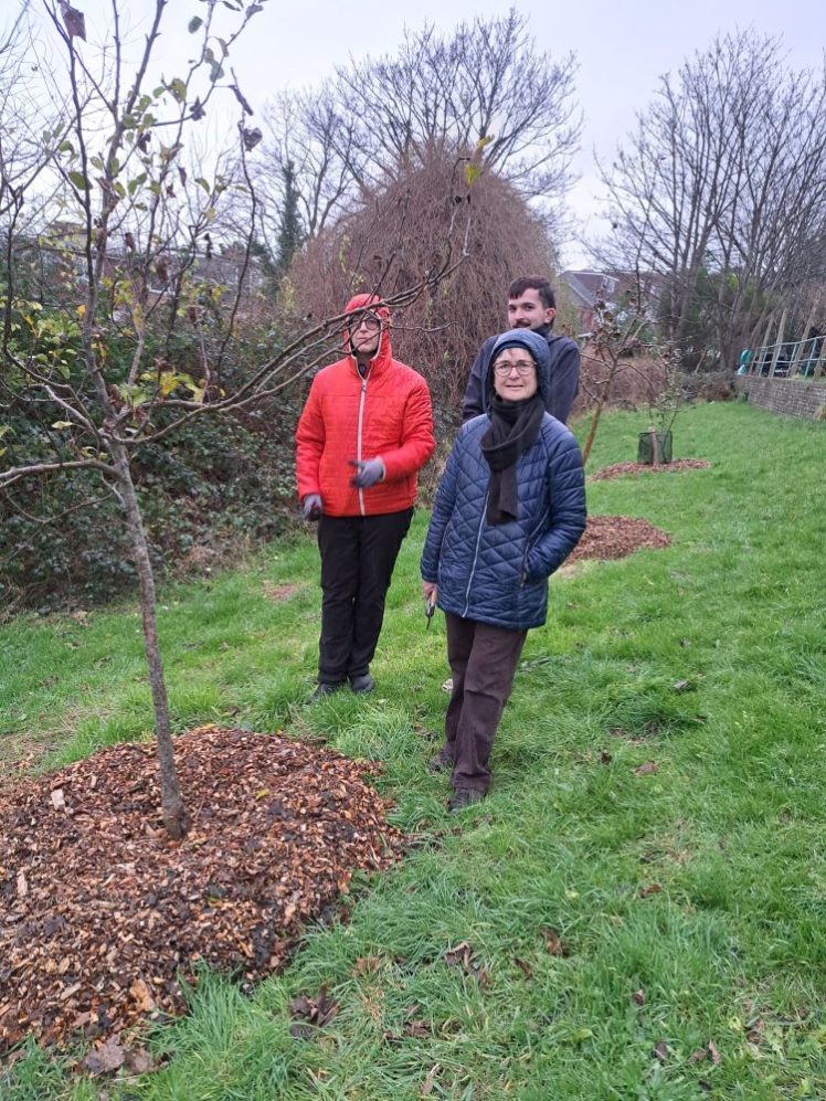 Growing Hollingdean Tree Guardians have been busy in December, 2023. Volunteer group looking after local fruit and nut trees.