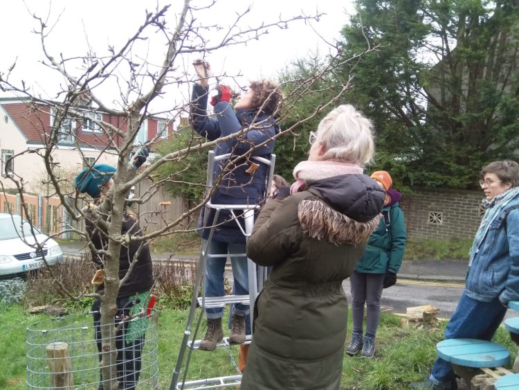 Fruit Tree pruning lesson with Jenni at The Old Green Community Garden, Growing Hollingdean volunteers, January 2024