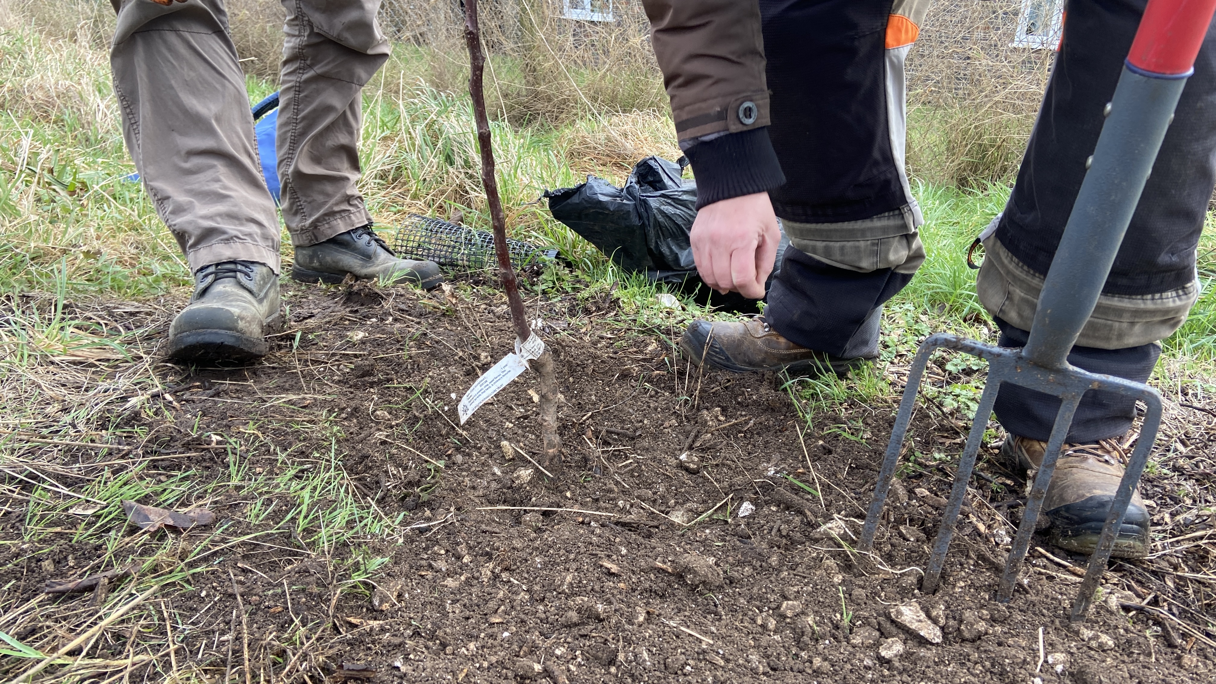 Growing Hollingdean Tree Guardian volunteers replace a fruit trees on The Crestway and at 'Two Tree Community Garden' in January 2024