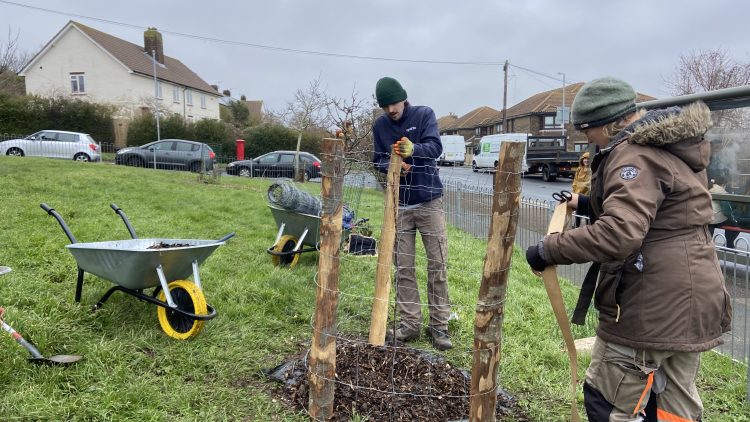 Growing Hollingdean Tree Guardian volunteers replace a fruit trees on The Crestway and at 'Two Tree Community Garden' in January 2024