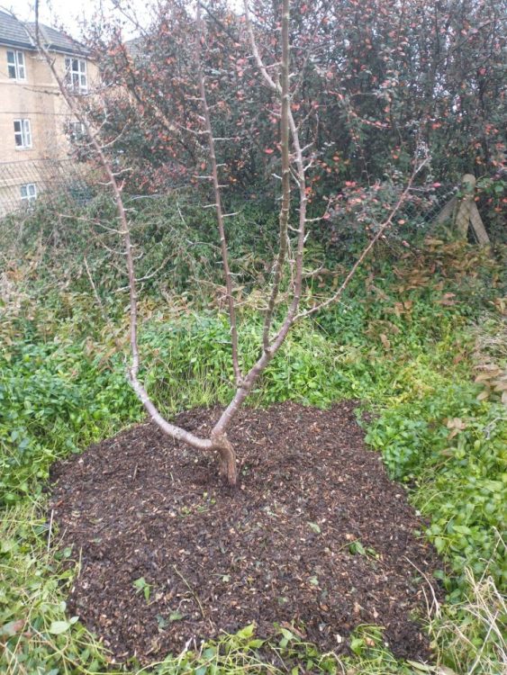 Growing Hollingdean Volunteer Tree Guardian first Sunday of February 2024, Mulching and tidying Hollingdean Community Orchard.