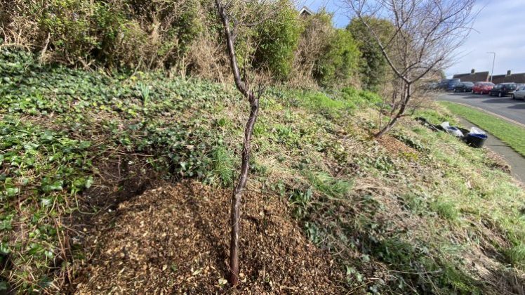 Tree Guardians on Davey Drive bank mulching cherry plum trees, February 2024. A wonderful area for insect and manuals to hibernate and feed.