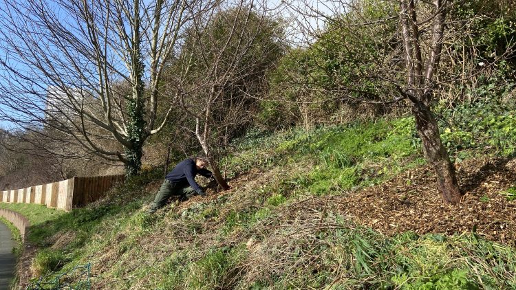 Tree Guardians on Davey Drive bank mulching cherry plum trees, February 2024. A wonderful area for insect and manuals to hibernate and feed.