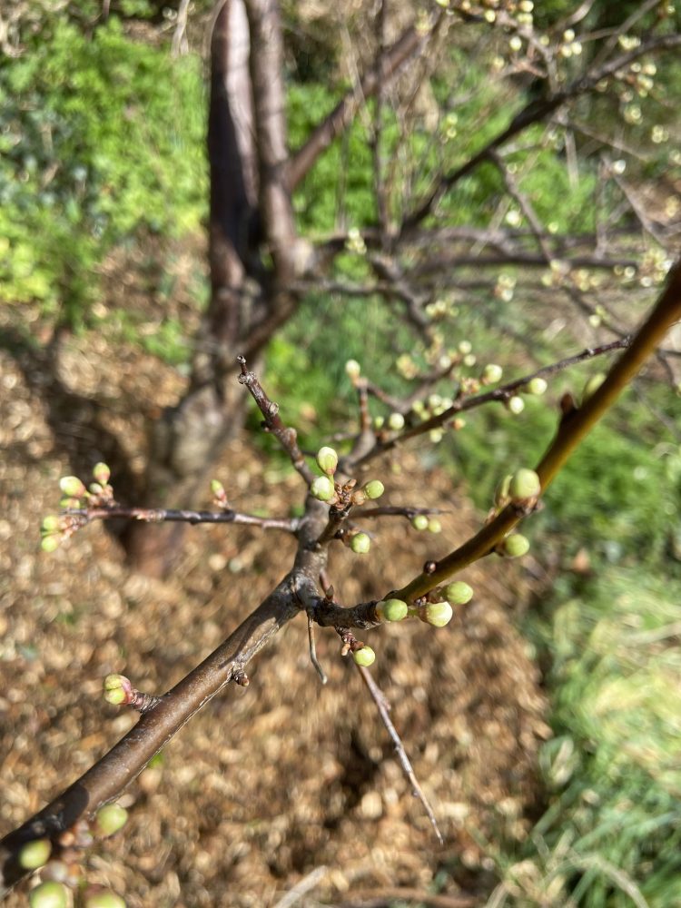 Tree Guardians on Davey Drive bank mulching cherry plum trees, February 2024. A wonderful area for insect and manuals to hibernate and feed.