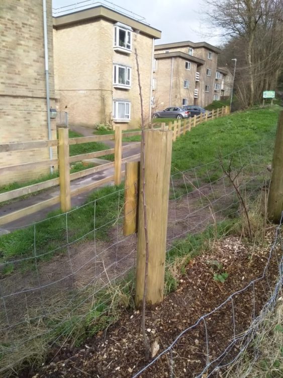 Growing Hollingdean volunteers where on Brentwood Road Tree Guardians and planted a Victoria plum and a apple tree, February 2024
