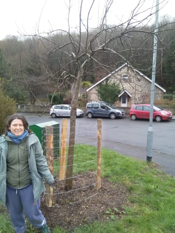Growing Hollingdean volunteers where on Brentwood Road Tree Guardians and planted a Victoria plum and a apple tree, February 2024