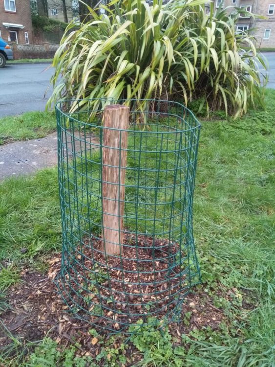 Growing Hollingdean volunteers where on Brentwood Road Tree Guardians and planted a Victoria plum and a apple tree, February 2024