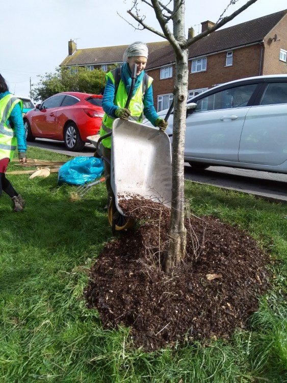 Tree Guardians out on Brentwood Road staking trees, Growing Hollingdean volunteers first Sunday in March 2024
