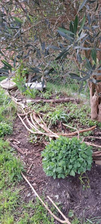 Join Mel for some gardening at Two Tree Community Garden, Tavistock Down, On Mondays 3-5pm