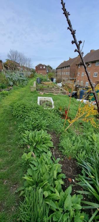 Join Mel for some gardening at Two Tree Community Garden, Tavistock Down, On Mondays 3-5pm