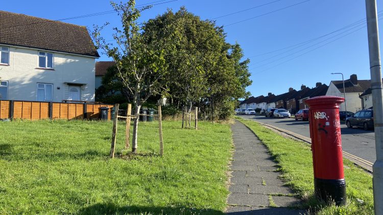 5th May 2024 Tree Guardians, 10am to 12pm @ Hollingdean Park entrance