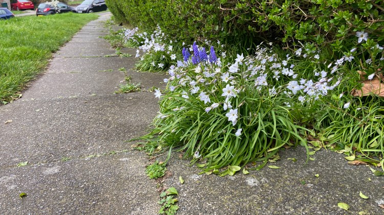 Brighton & Hove City Council plan to use glyphosate on our pavements and gutters. On May 2024 volunteers where out street weeding to prevent glyphosate being used!