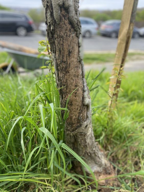 Tree Guardians seen on Davey Drive and Horton Road corner, 5th May 2024, Growing Hollingdean volunteers