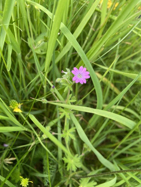 Growing Hollingdean wild flower patch on Mountfields and The Crestway bus stop corner in Hollingdean