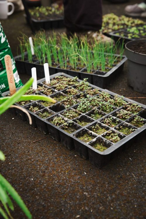 Growing Food in Small Spaces with Growing Hollingdean Volunteers in April 2024