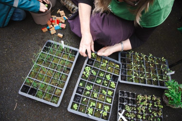 Grow Your Own Food in Small Spaces Free Event, 9th May 2024, Hollingdean Community Centre, 1pm to 2.30pm