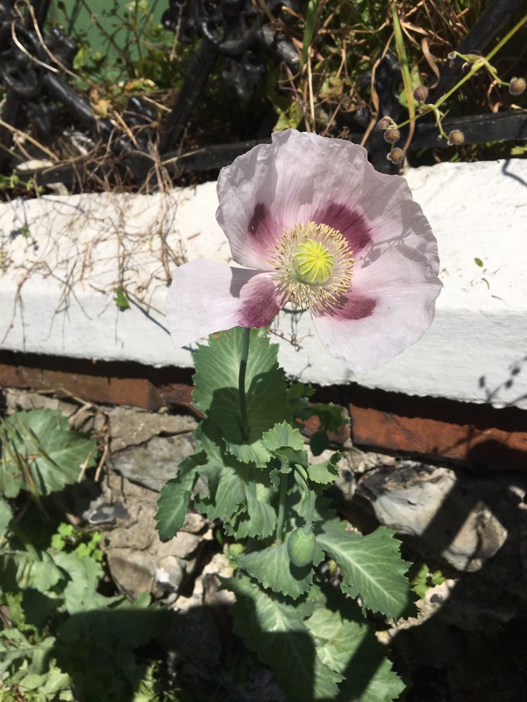 Brighton & Hove Council expects to treat Hollingdean streets with toxic Glyphosate in July 2024. Seen spraying in Hove.