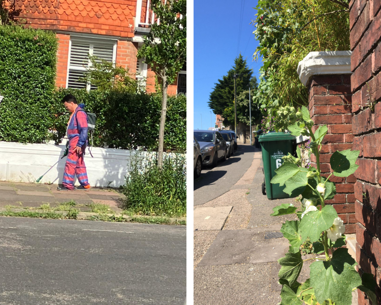 Brighton & Hove Council expects to treat Hollingdean streets with toxic Glyphosate in July 2024.